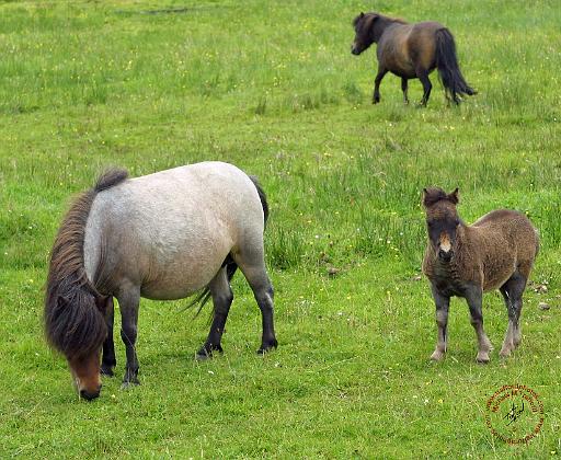 Pony and Foal 8J061D-09.JPG